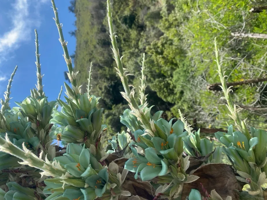 Chagual con sus espigas de flores verde azuladas.