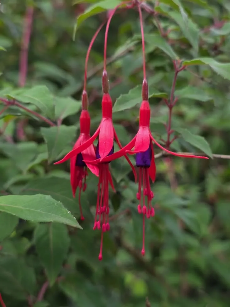 Flores colgantes rojas y moradas del chilco.