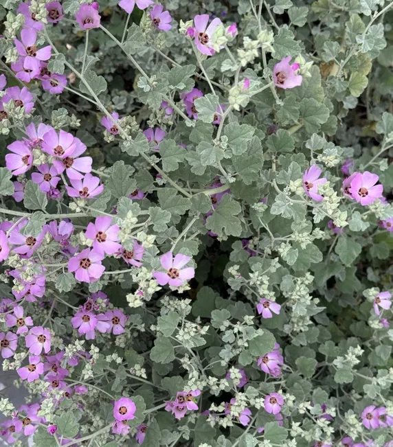 Malva de cerro con flores rosadas y follaje gris verdoso.
