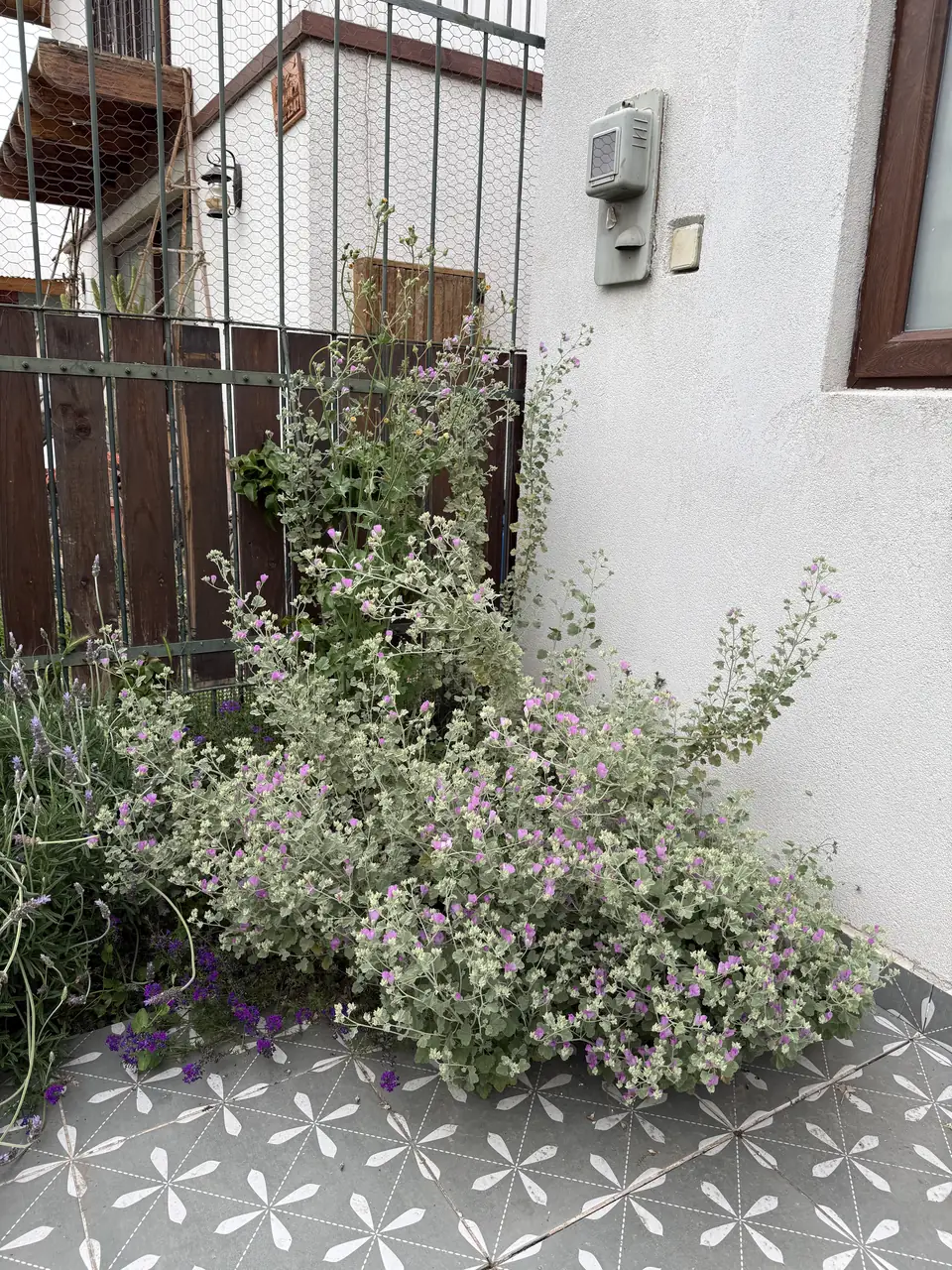 Malva de cerro de flores rosadas junto a verbena rastrera en un antejardín.