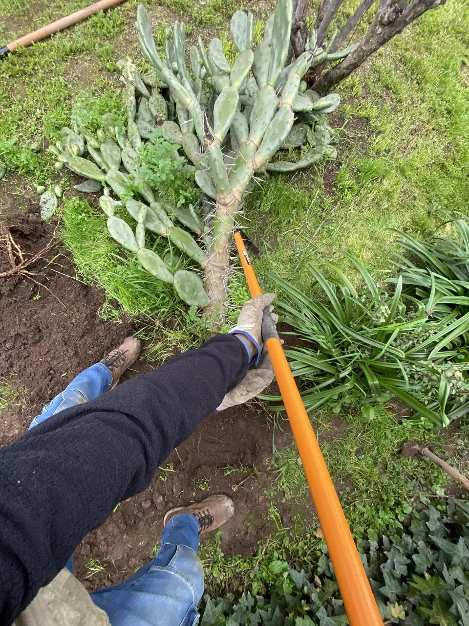 Miguel trabajando en un jardín, plantando un cactus con una herramienta de mango naranjo.