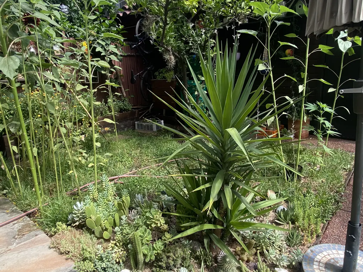 Proyecto Paisajismo Suculentas: jardín con yuca, suculentas y cactus junto a un sendero.